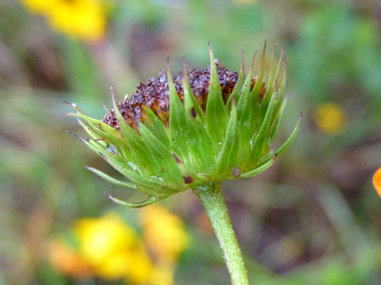 {Helianthus debilis ssp. cucumerifolius}